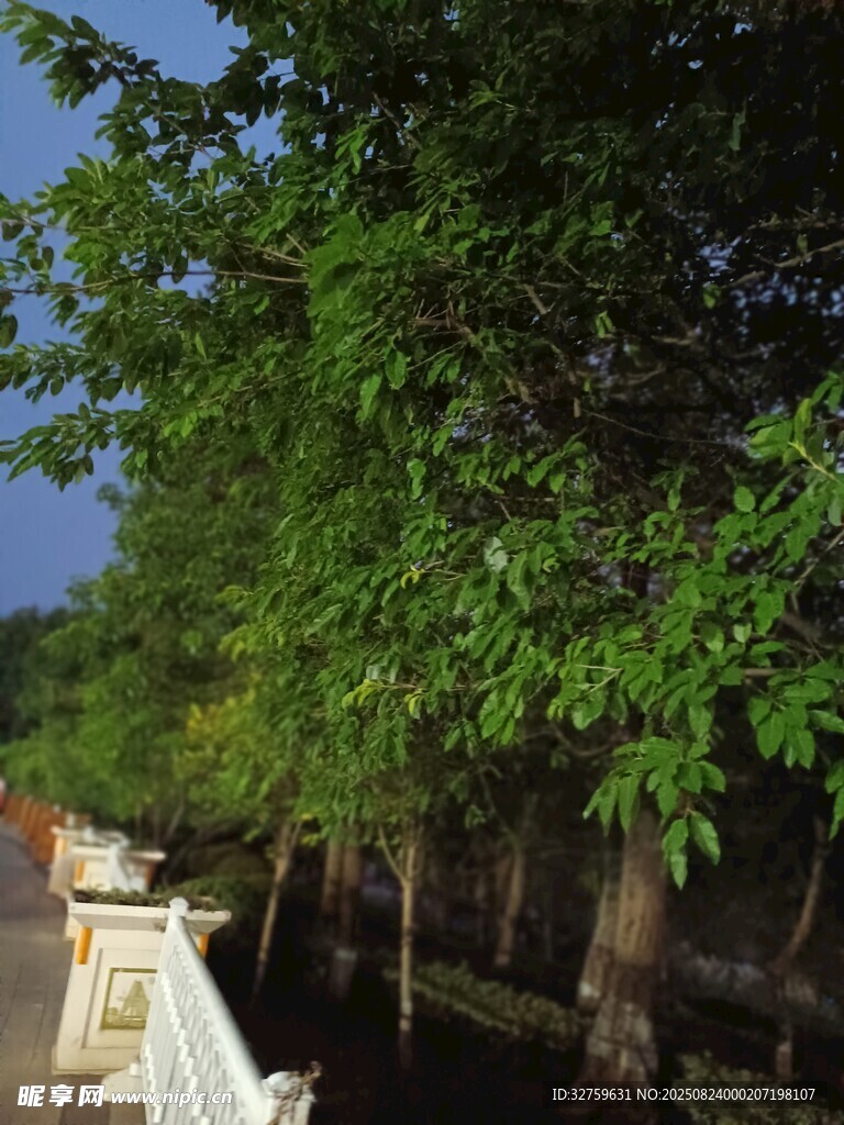 綠樹成蔭的靜謐場(chǎng)景