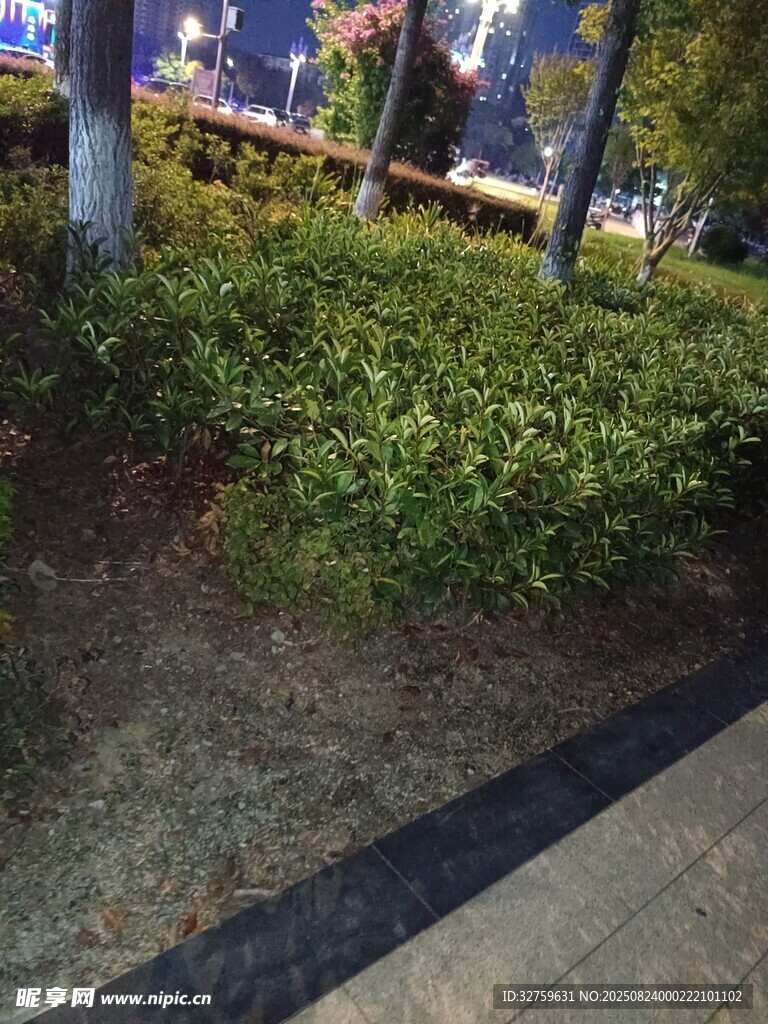 城市街邊綠植景觀一角