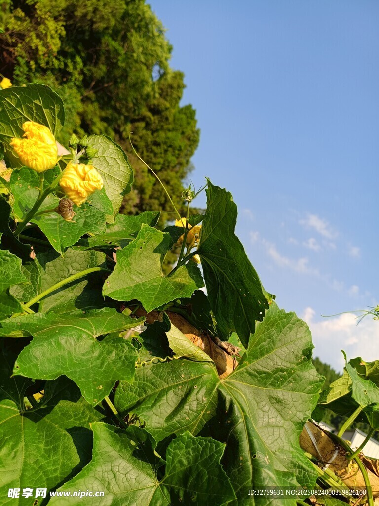 綠葉黃花的田園景致