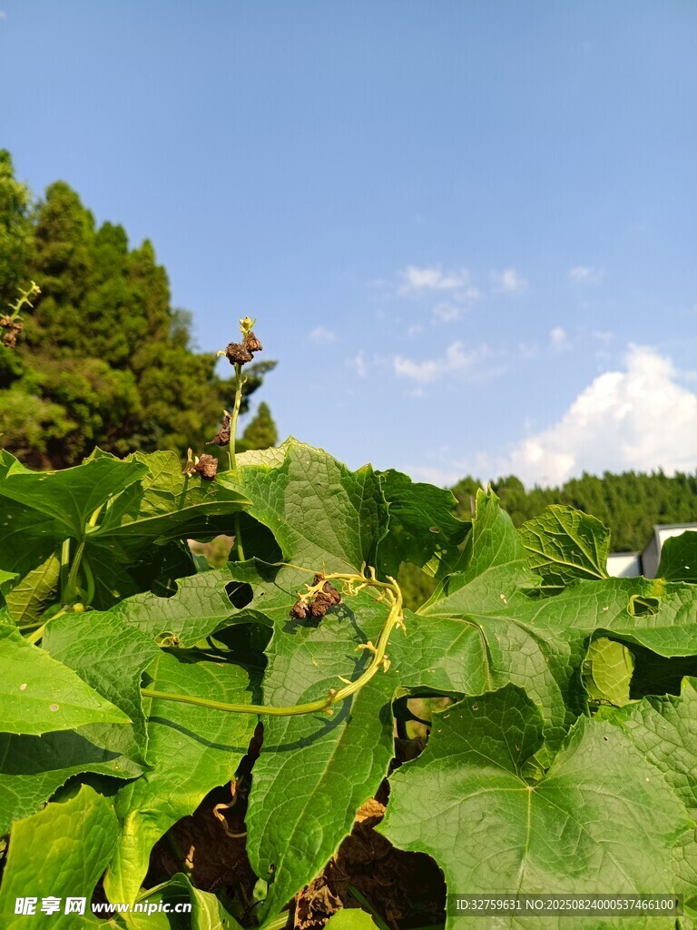 綠意盎然的田園植物景觀