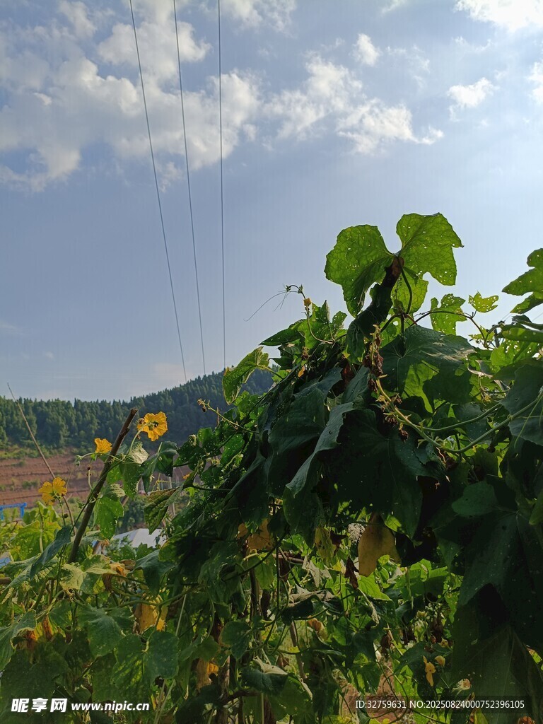 田園風(fēng)光中的蓬勃綠植