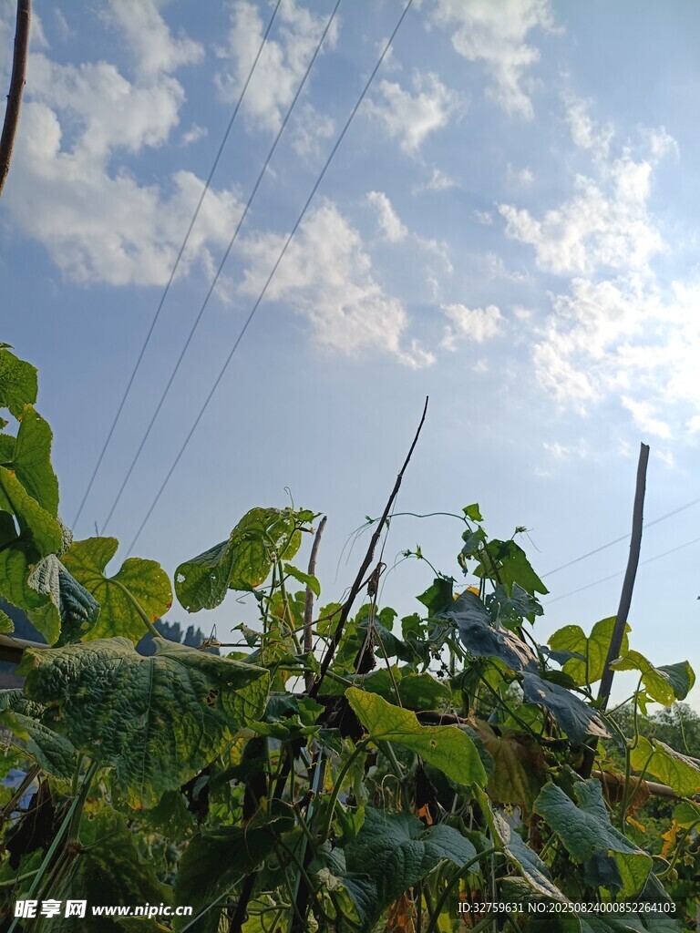 陽光下的綠植與藍天