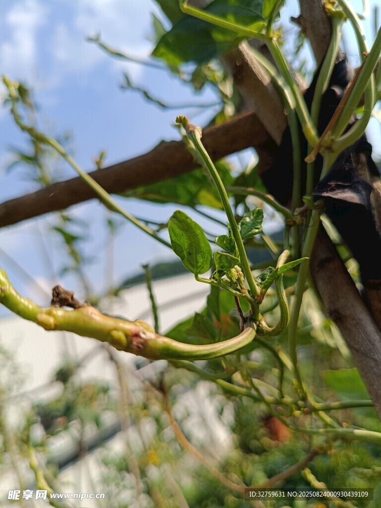 藤蔓植物特寫(xiě)