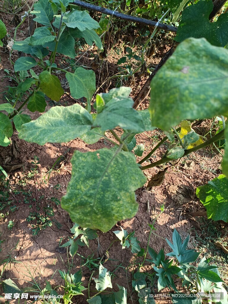 田間綠葉植物特寫