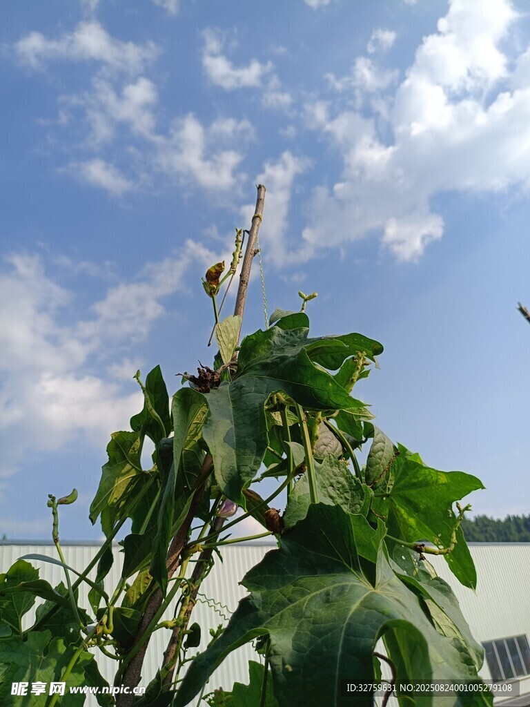 綠葉藍天間的自然景致