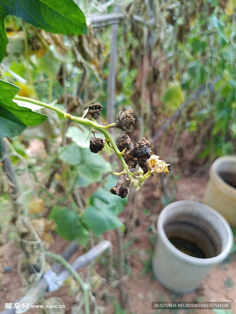 葡萄藤旁的陶瓷容器