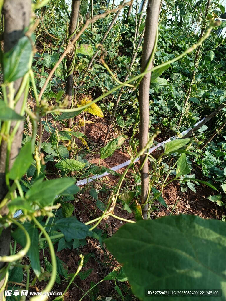 繁茂綠植景觀