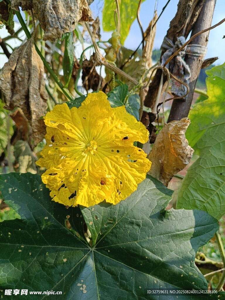 黃色鮮艷的單朵南瓜花