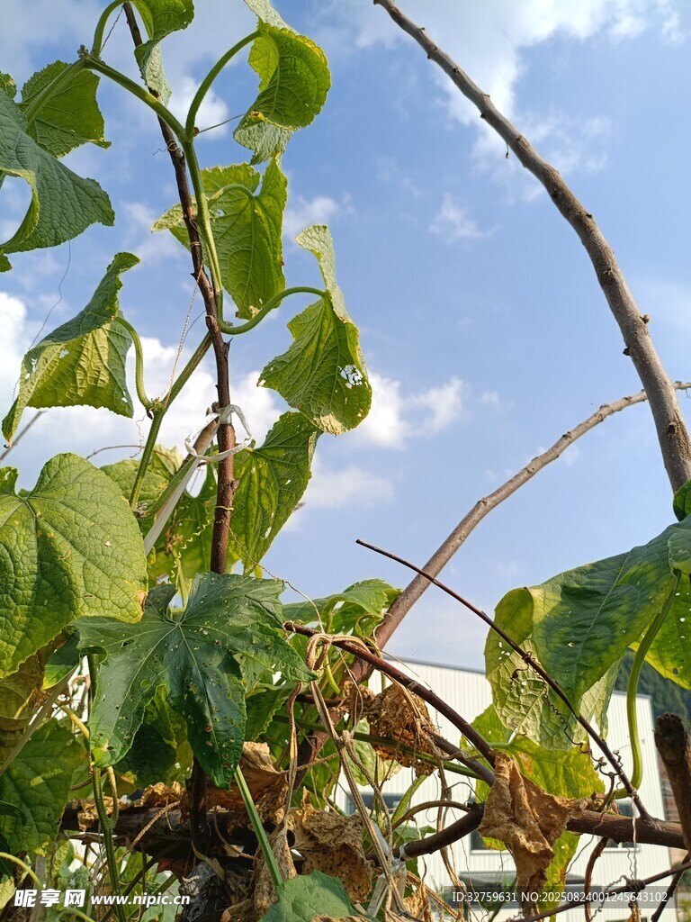 綠葉藍(lán)天間的植物景致