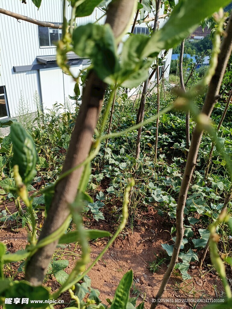 菜園中的綠色植物