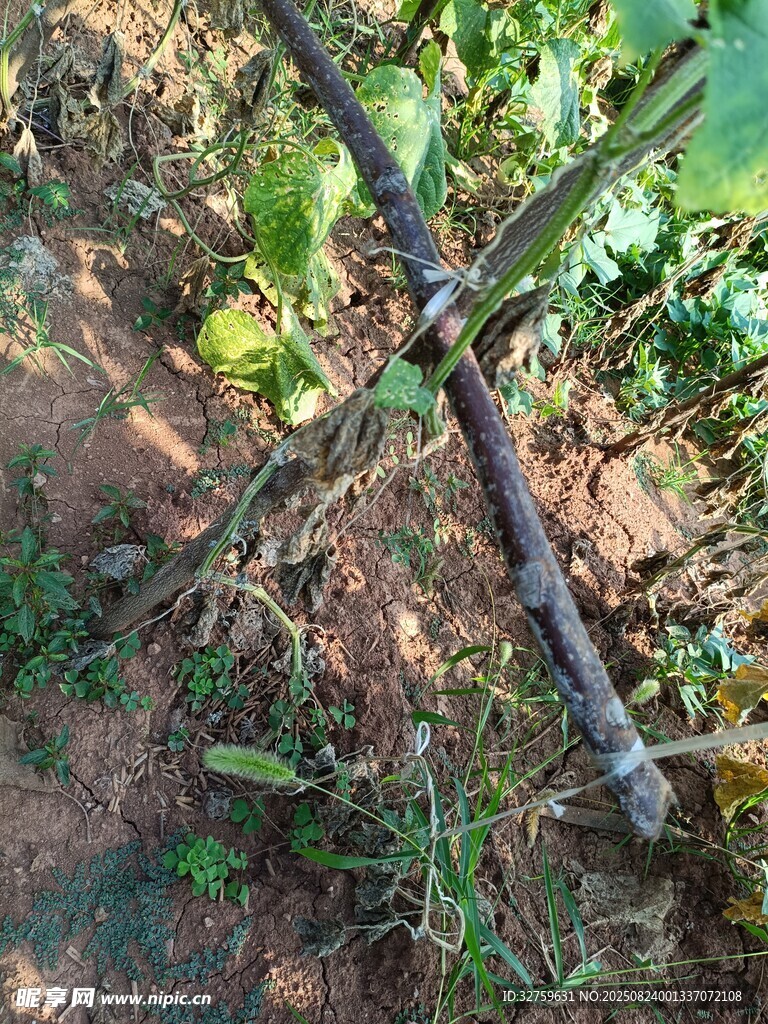 交叉的樹(shù)枝與周邊綠植