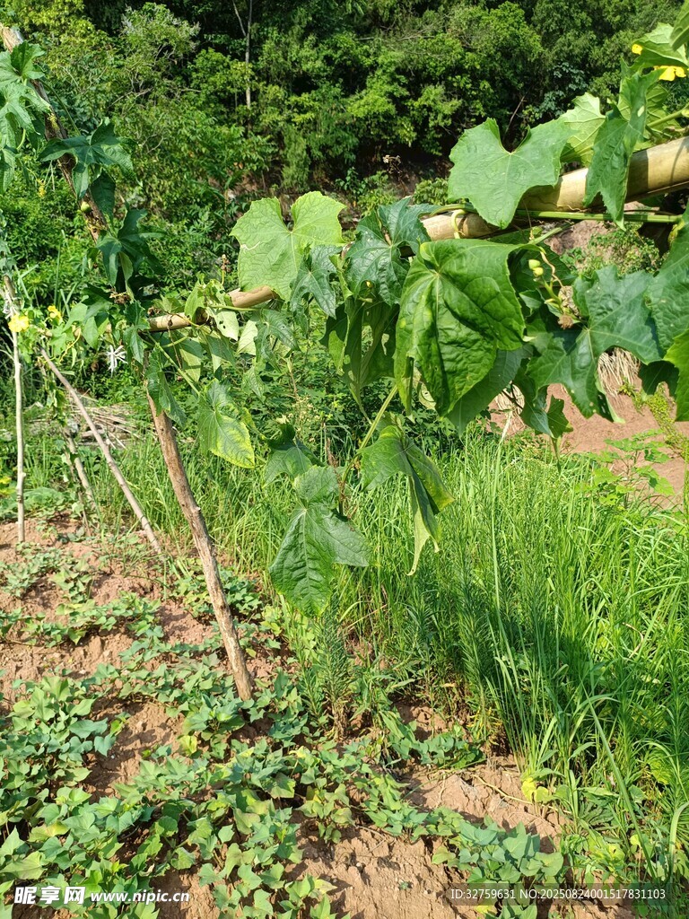 田園間的繁茂植物景觀