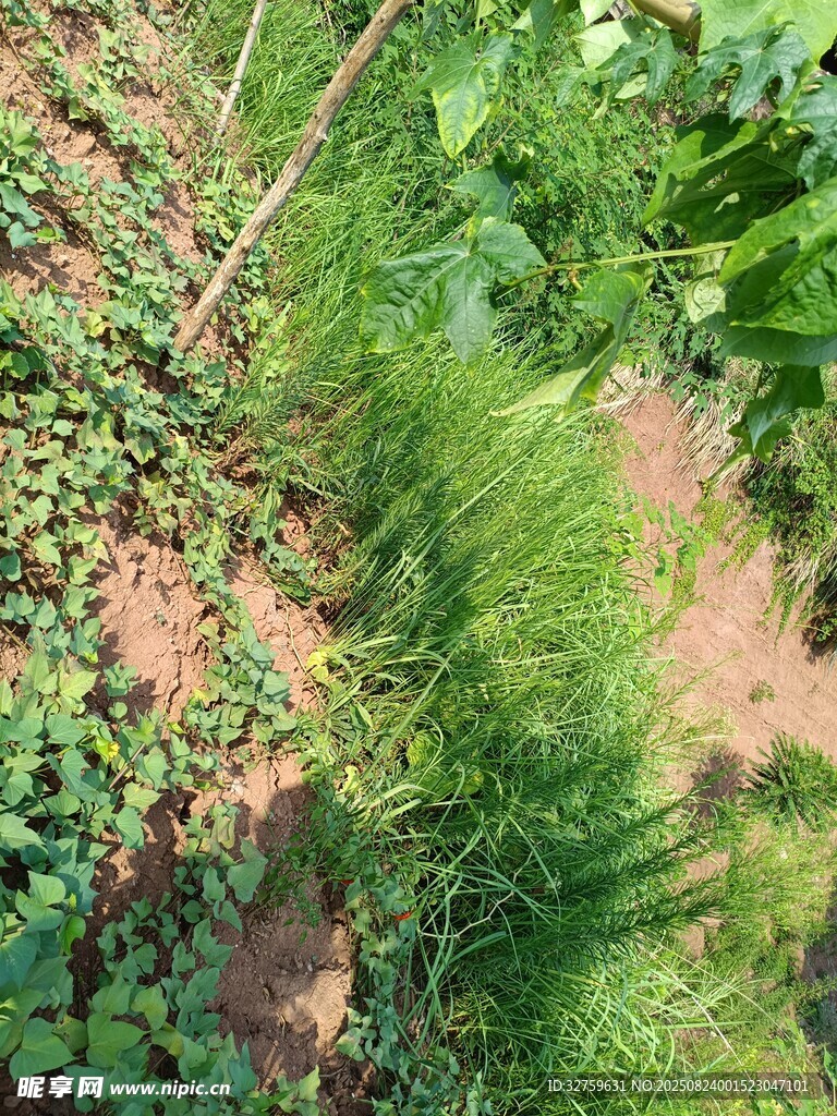 綠意盎然的植物景觀