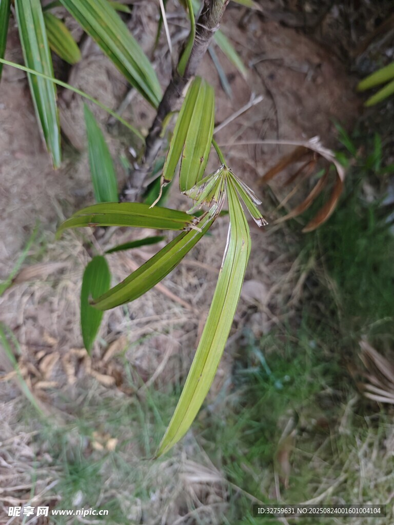 野外生長的嫩綠蘭花植株
