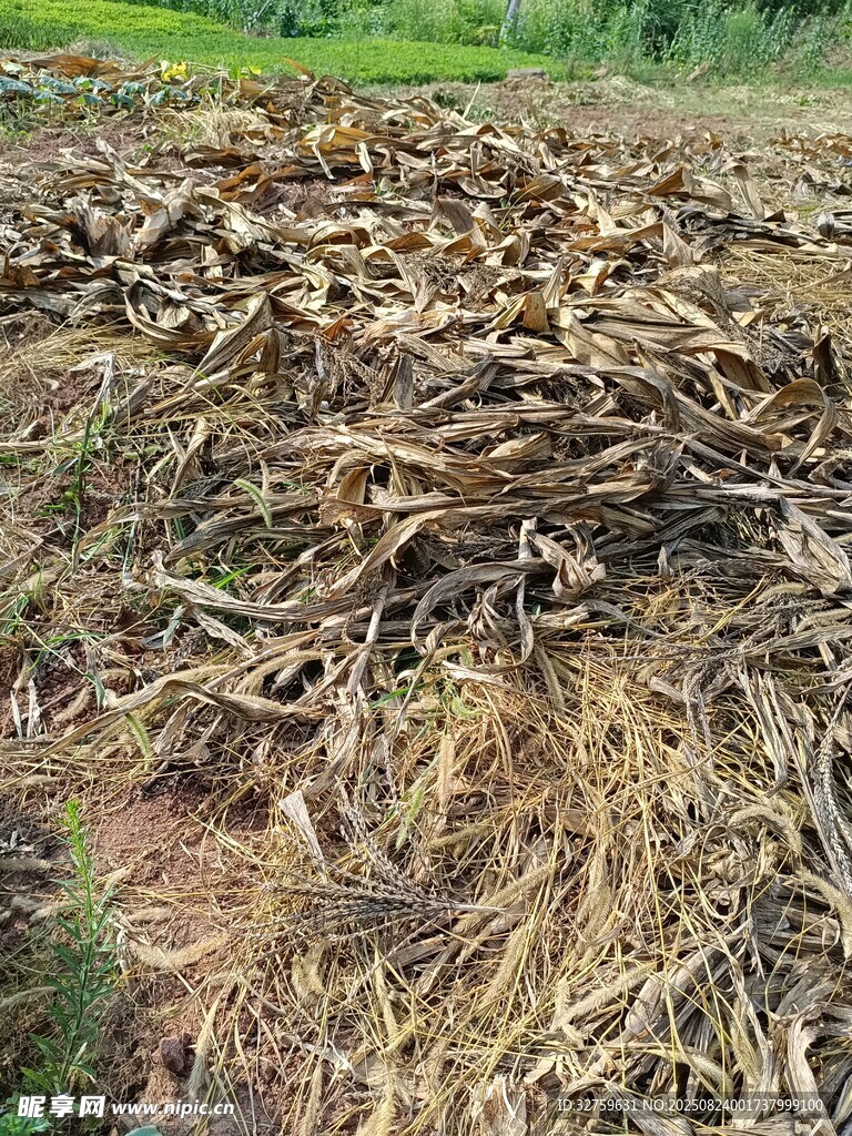 干枯玉米地