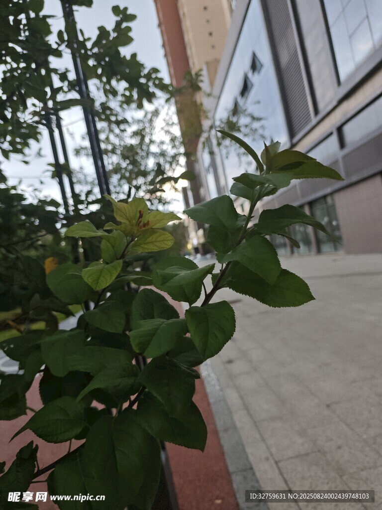 路邊綠植與現(xiàn)代建筑景觀