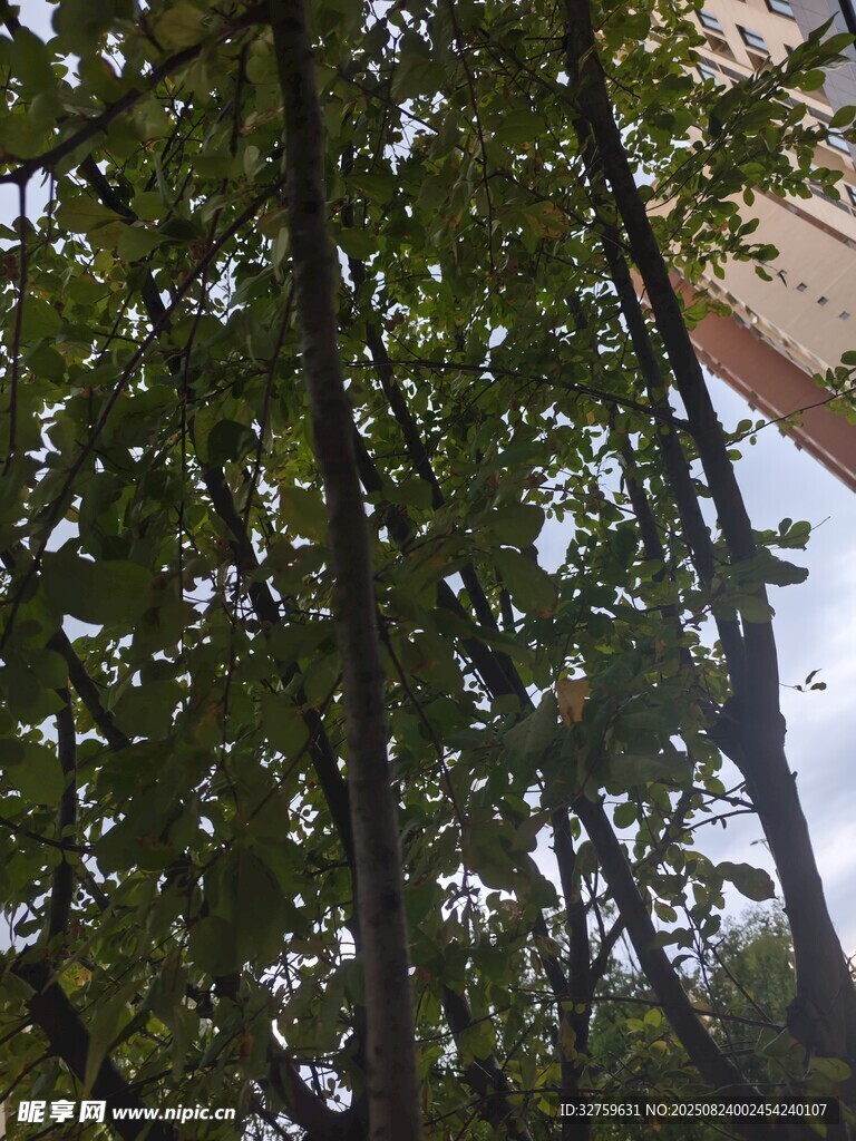 仰視茂密樹(shù)林中的樹(shù)干