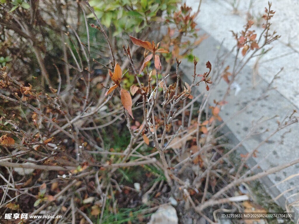 岸邊枯萎植物景象