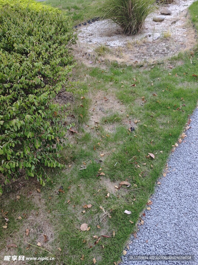 路邊綠植旁的裸露土地
