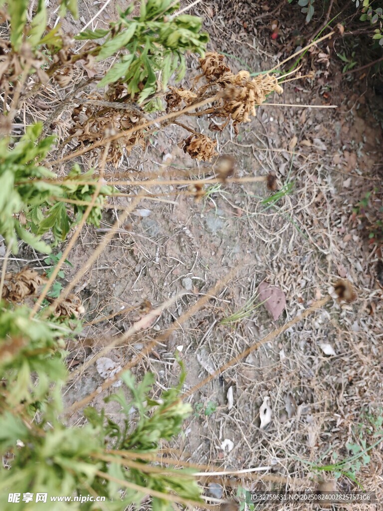地面上的綠植與枯葉