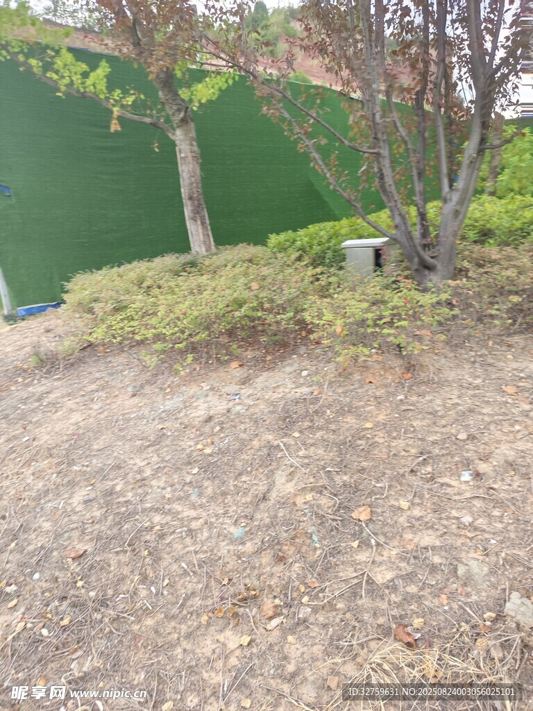 戶外綠植旁的裸露土地