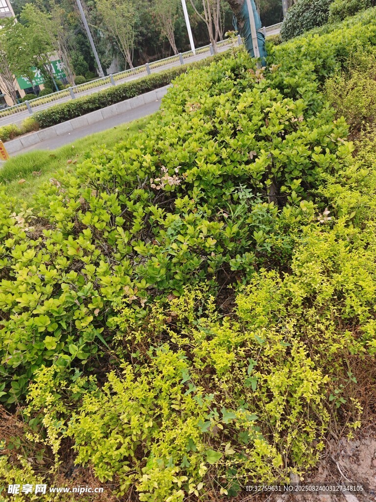 路邊繁茂的綠色灌木叢