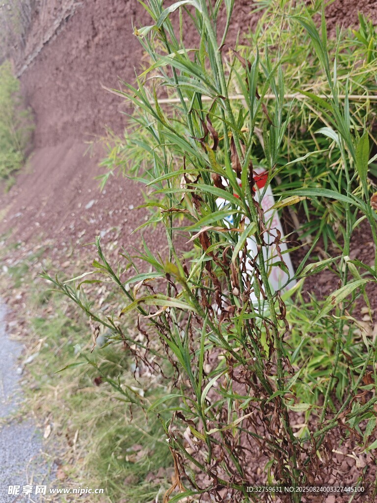路邊草叢中的廢棄玻璃瓶