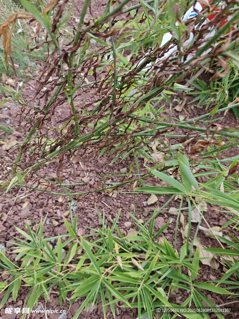 野外植物叢景觀