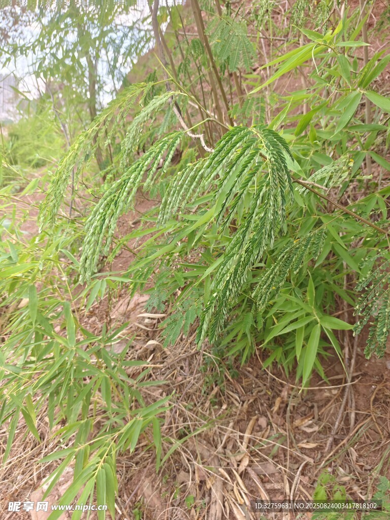 野外生長的翠綠植物