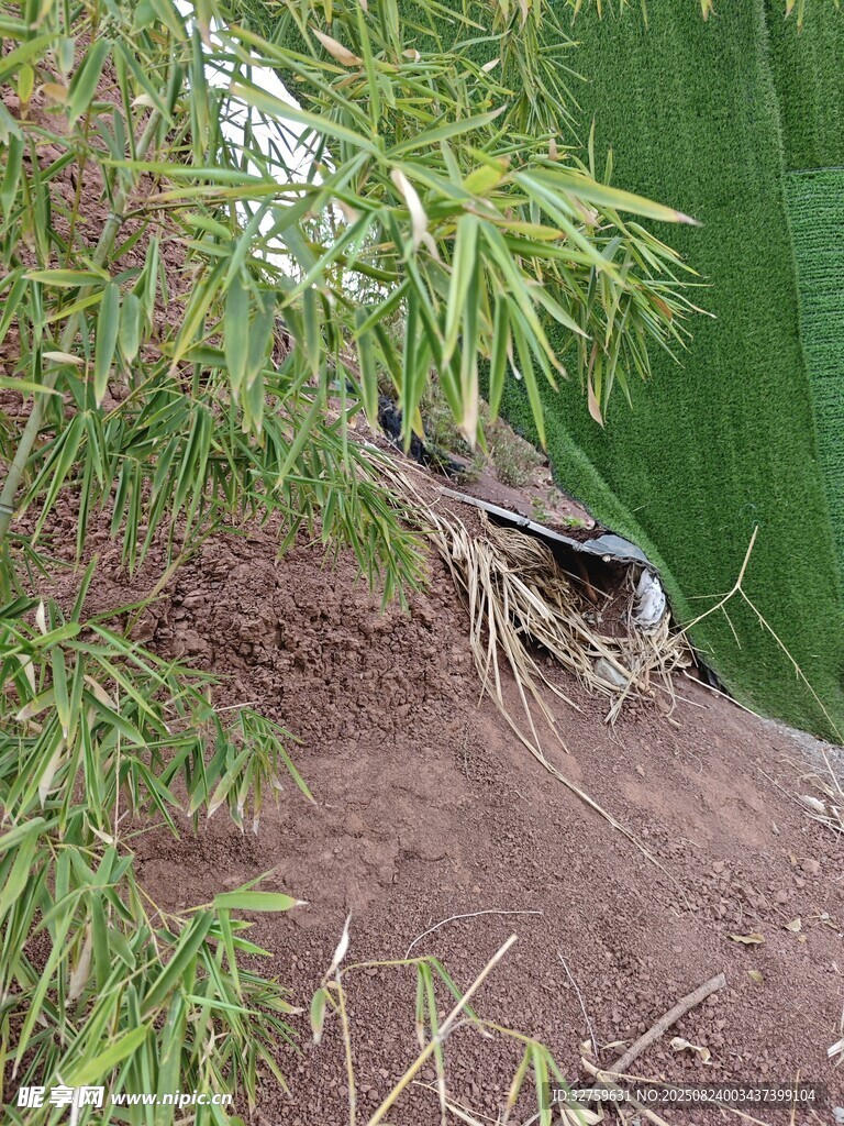 草叢中的小鳥