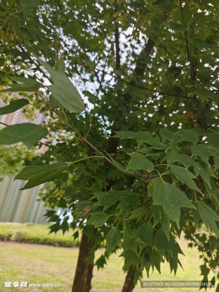 綠葉繁茂的樹木