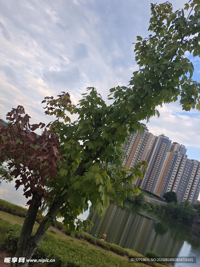 湖畔綠樹映高樓美景