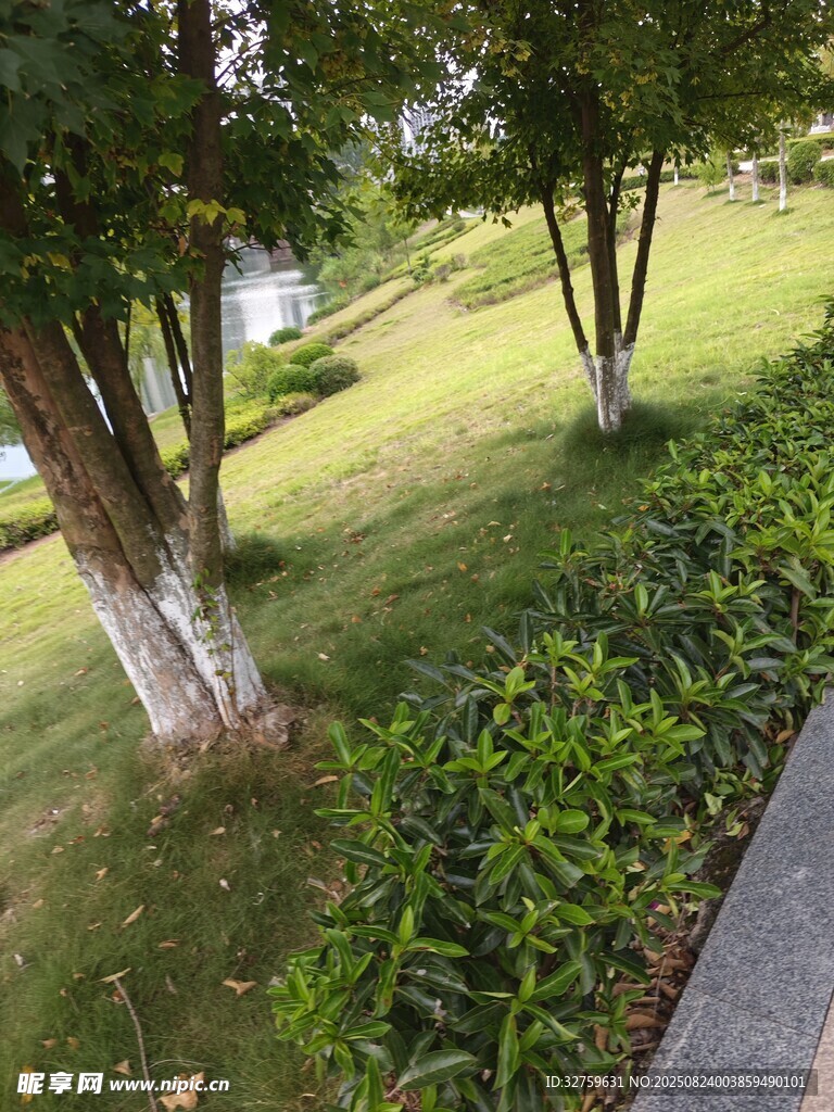 公園林蔭草地景觀