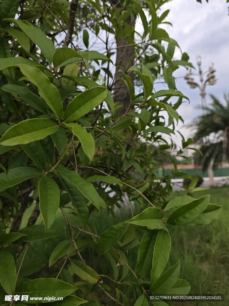 綠葉繁茂的戶外植物景象