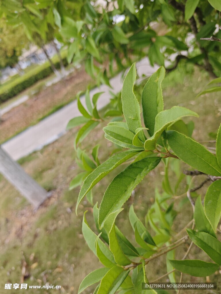 嫩綠枝葉展現(xiàn)盎然生機