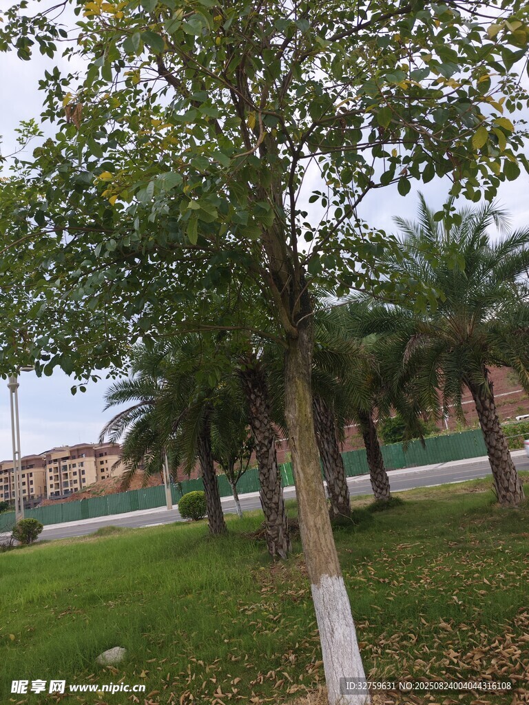 校園綠樹草地風(fēng)景