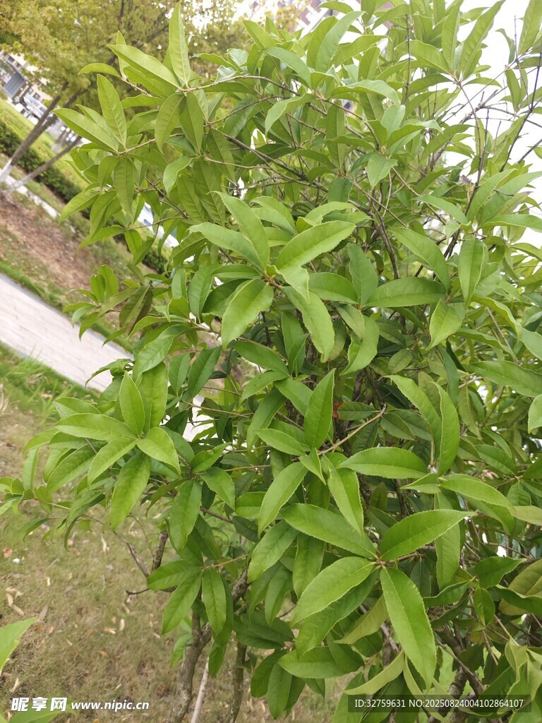 翠綠繁茂的清新竹子植株