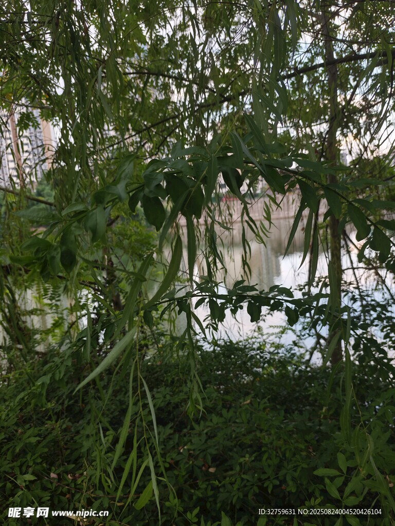 林間綠意 