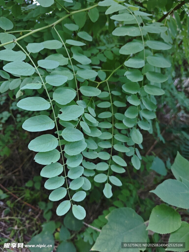 羽狀綠葉植物特寫