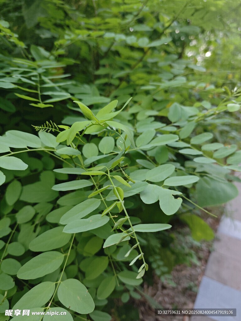 路邊繁茂的綠色植物
