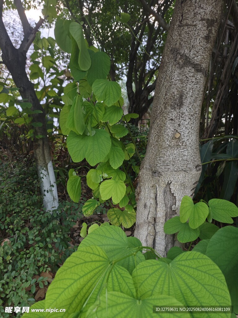 樹(shù)干旁茂盛的翠綠植物