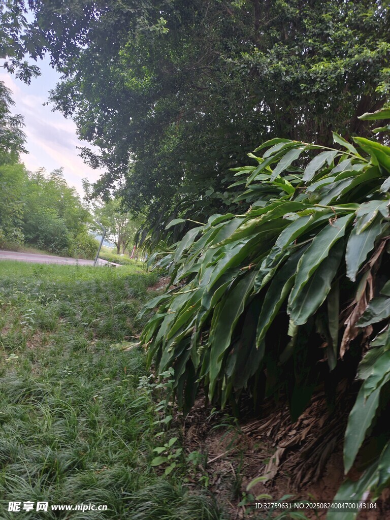 綠意盎然的植物景觀
