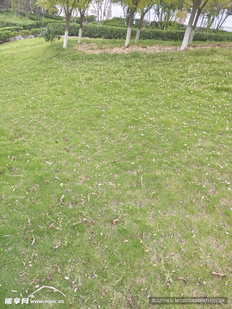 戶外翠綠草地風(fēng)景