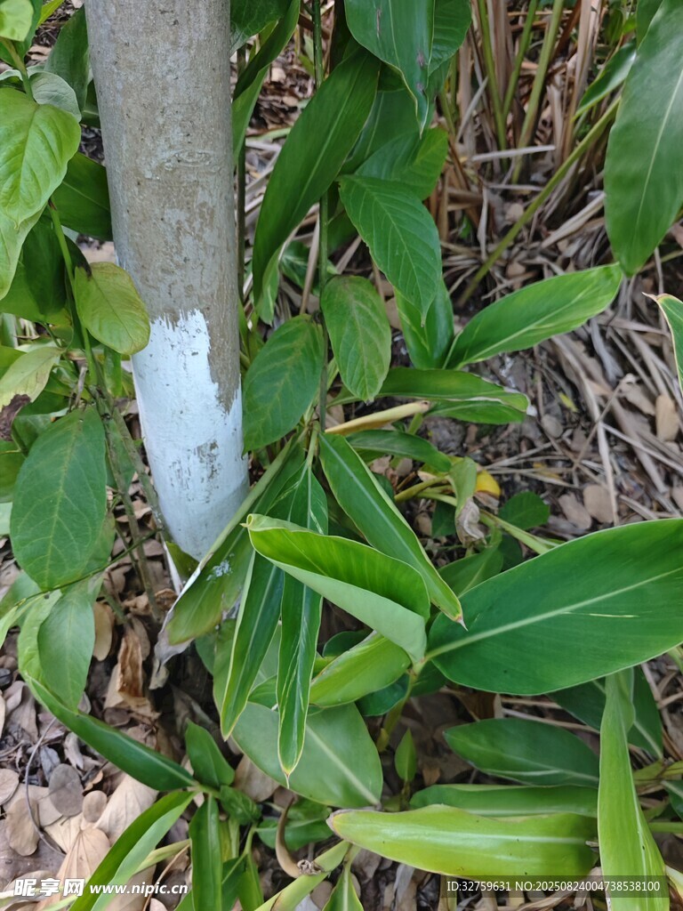 樹干處涂抹的白色物質(zhì)