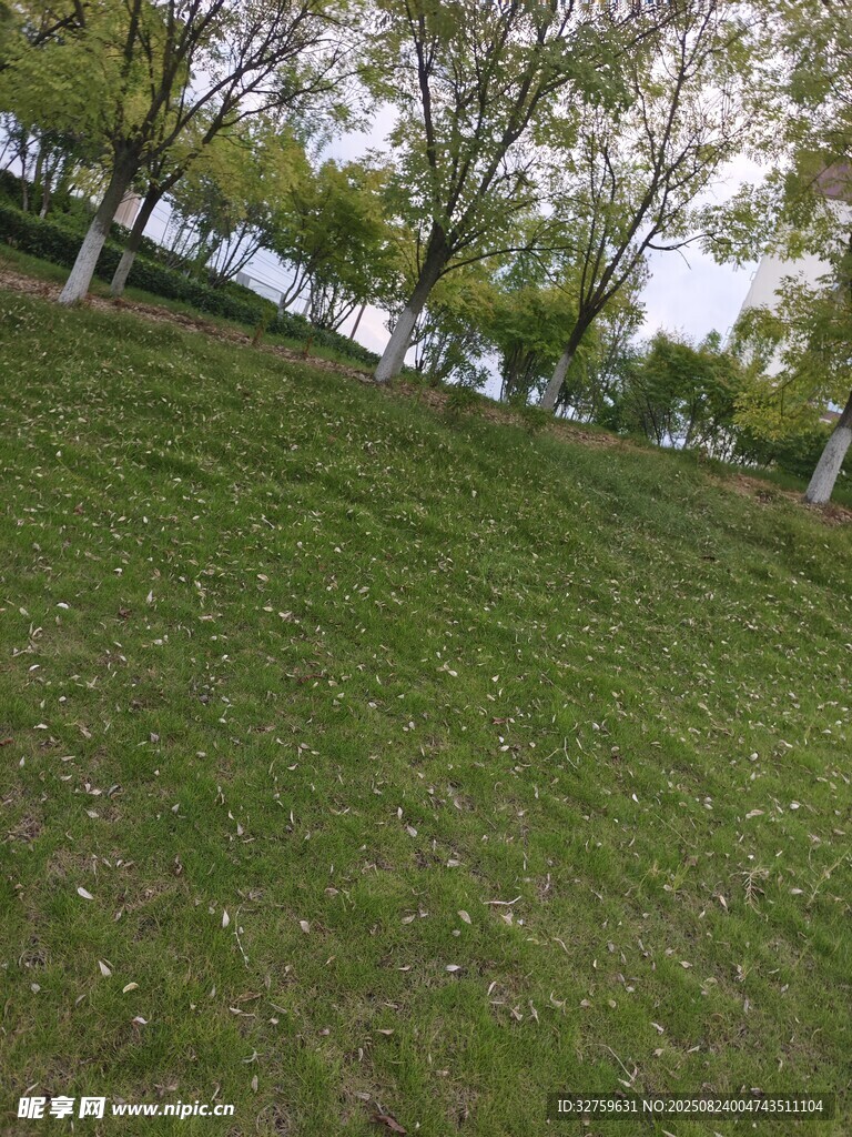 綠意盎然的戶外草地風景