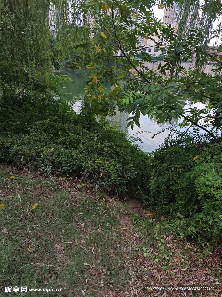 綠意盎然的戶外自然景致
