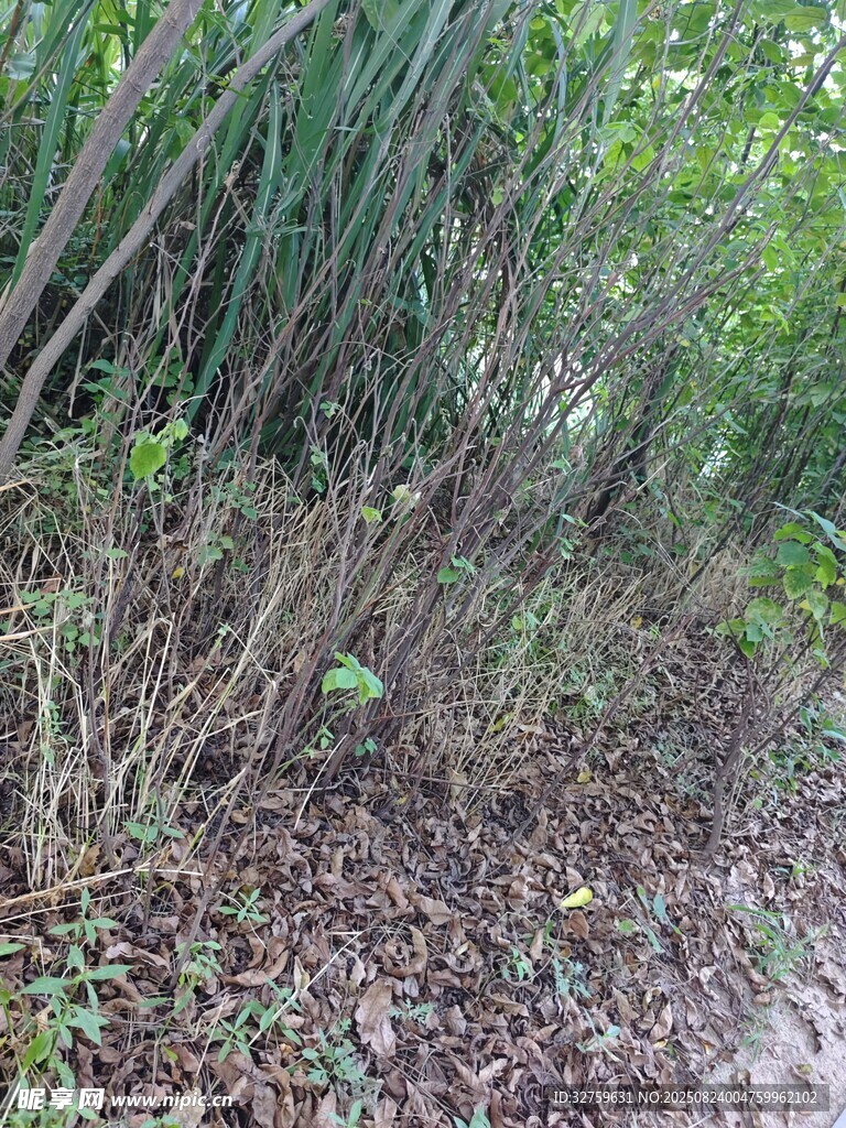 林間地面的繁茂草木