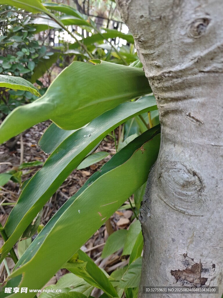 樹干旁的翠綠寄生植物
