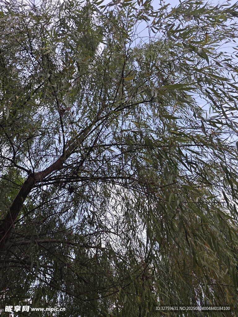 枝葉繁茂的樹木景觀