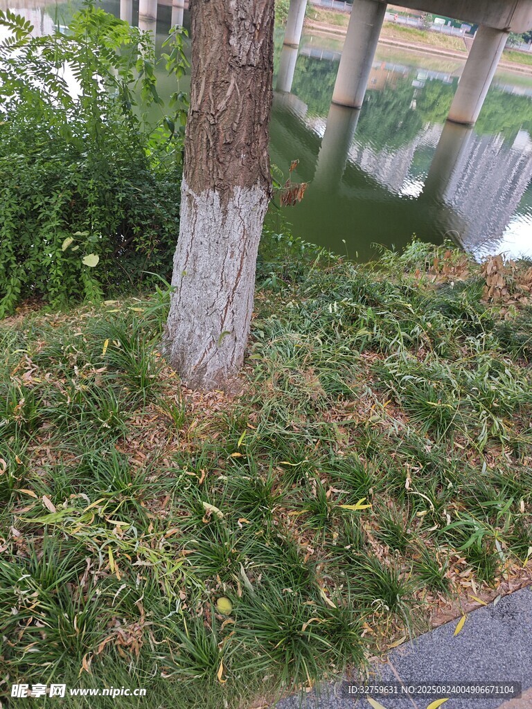 樹干基部的草地景觀